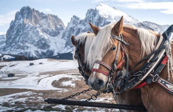 Ortisei: Slitta con pranzo in un accogliente rifugio di montagna  