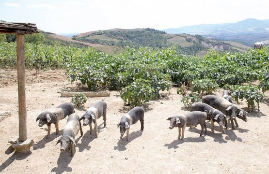 Montepulciano: Alla scoperta della Cinta Senese  