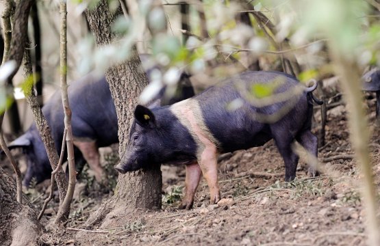 Montepulciano: Alla scoperta della Cinta Senese  