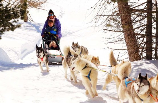 Esperienza con i cani da slitta (sleddog)  